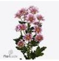 ΧΡΥΣΑΝΘΕΜΑ ΔΙΧΡΩΜΑ ΡΟΖ CHRYS.  T HAYDAR PINK